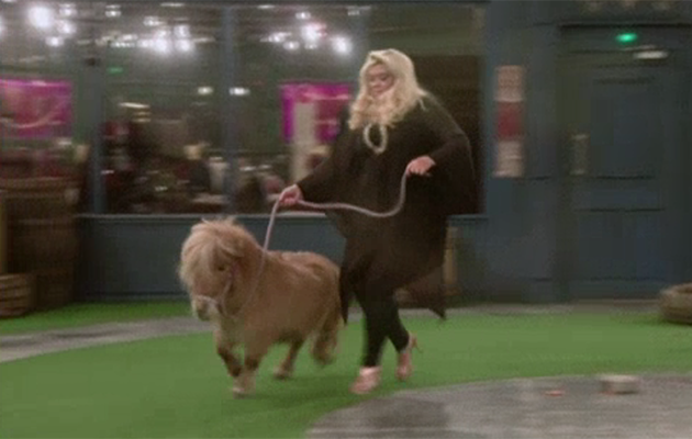 horseandhound's tweet photo. Shetland pony appears on Celebrity Big Brother with @OnlyWayIsEssex @missgemcollins https://t.co/lKBNKzTJIX #CBB https://t.co/LkbvuZrlEQ