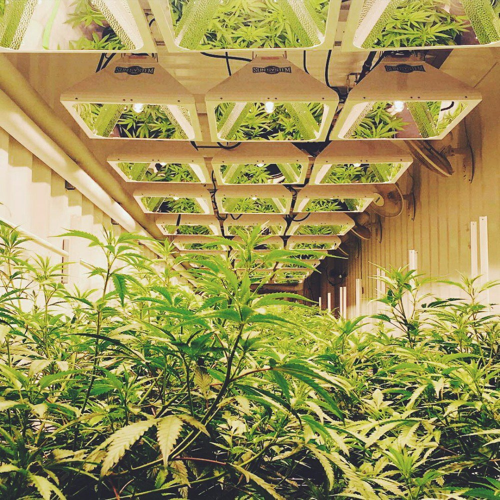 PharmPods's tweet photo. Reflecting back on green dreams #cannabis #cannavative #pharmpods #cultivation #teamwork #nevada #mmj #cbd https://t.co/jZ2DDzQRCs