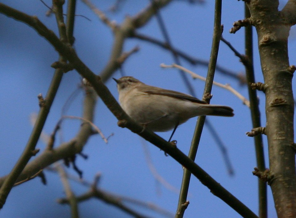 davidearlgray's tweet image. Record shot of one of the Siberian Chiffchaffs at Ketton SW,Rutland this afternoon #Vc55 #leicestershireandrutland