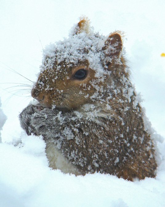 We heard there is no class tomorrow. Stay safe and warm Vikings, us squirrels are looking forward to your return!