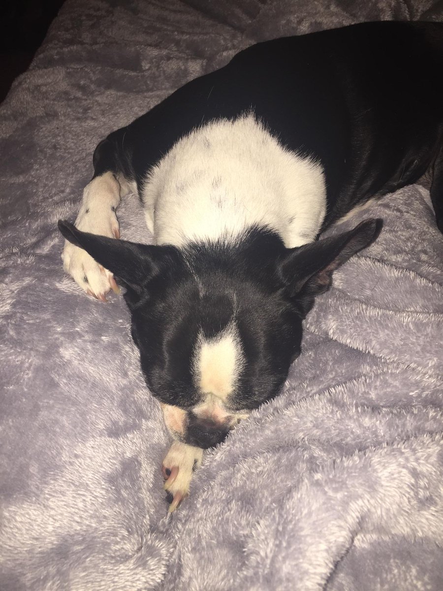 wave_ware's tweet image. Julie Mazoolie is tired.