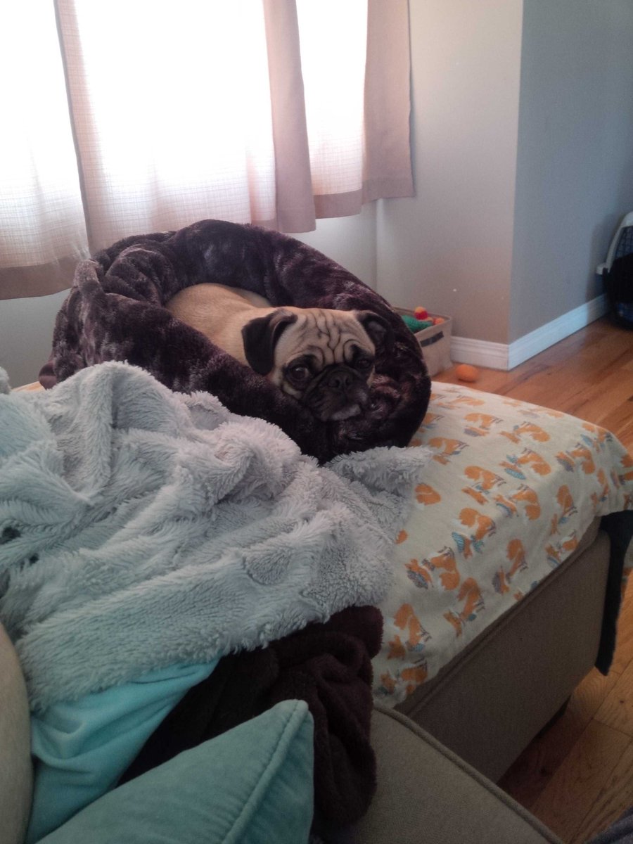 Airforcepugs's tweet photo. As long as Otis has a snuggle bed set up for him, he's a happy boy #zzz #snugglebed https://t.co/bNwbhW1NMs