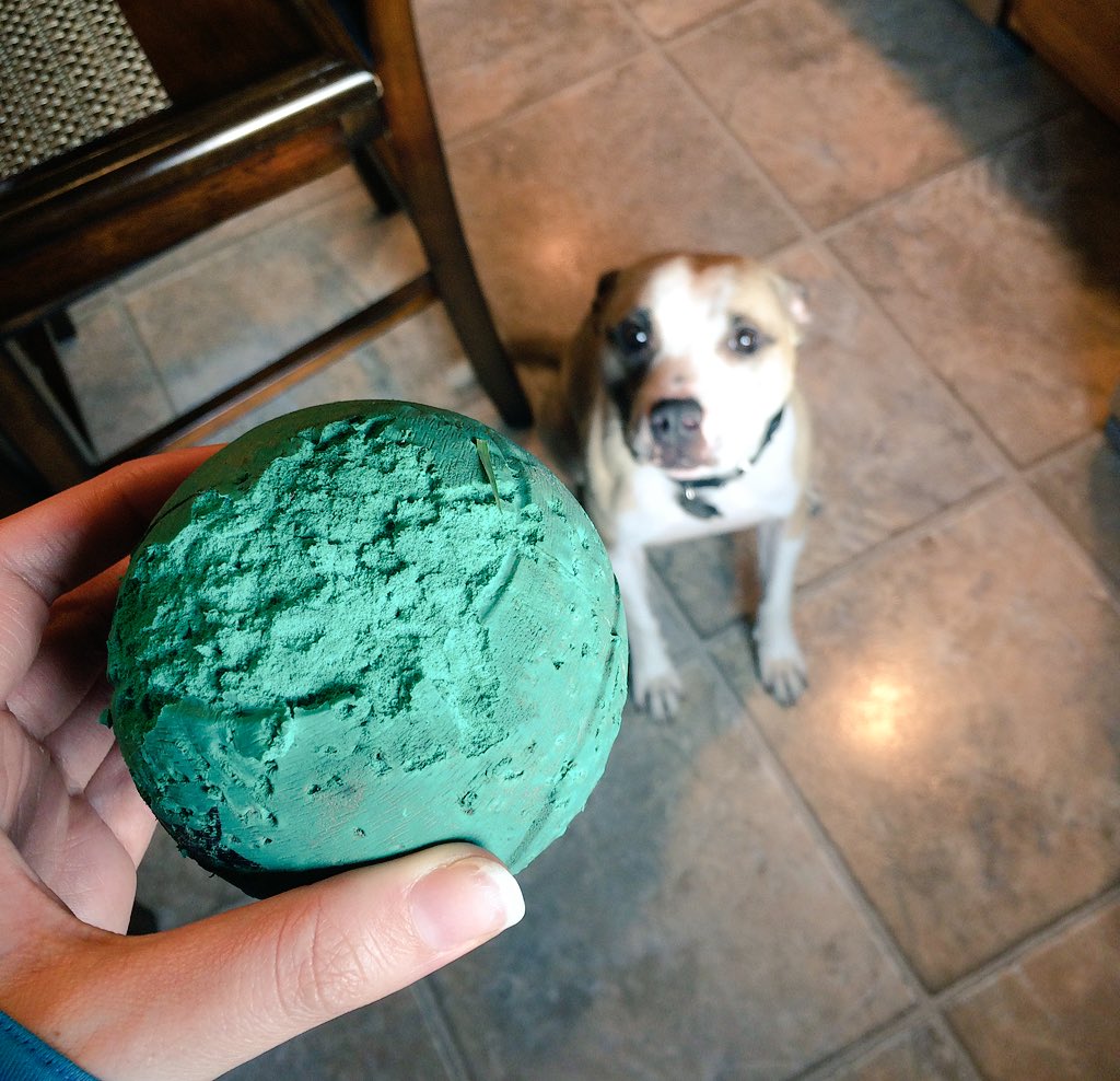 CaralynMirand's tweet photo. When you buy a ball for your pit-bull, but it only lasts 90 seconds. 😊😫🎾 #AggressiveChewer @BuffaloCARES 😂🐾 https://t.co/wmw7rTYNta