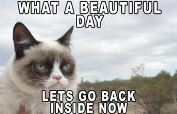 MBTIJunk's tweet photo. #introvertcat #introvertproblems https://t.co/MABqlIuMzb
