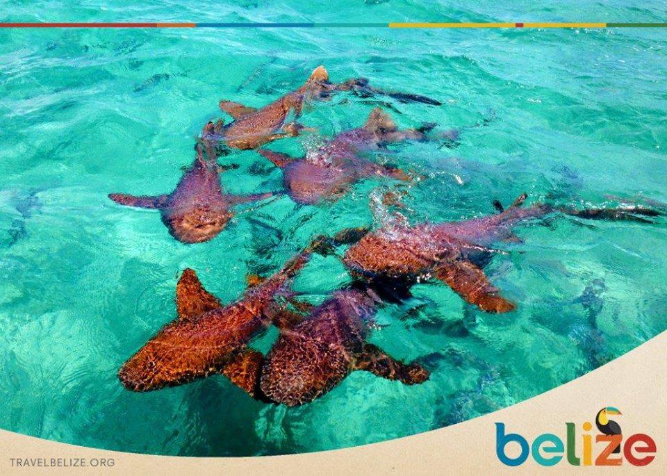 belizevacation's tweet photo. Happy #TravelTuesday! In #Belize a top #snorkel= #SharkRayAlley :) https://t.co/xuRvEbUfRH https://t.co/YHuWgpOl4s