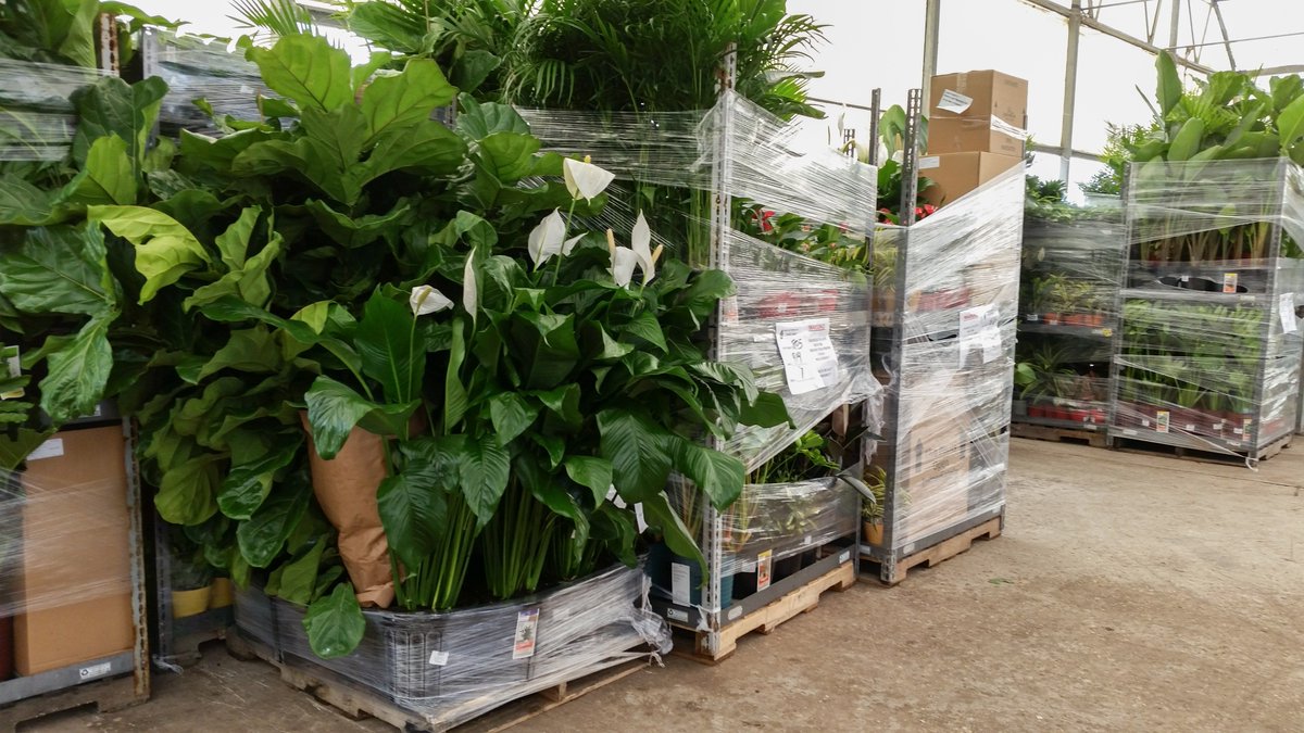 GLNURSERY's tweet photo. Keeping the stores stocked! Big shipment going out tomorrow. https://t.co/lYMNOfMWWj