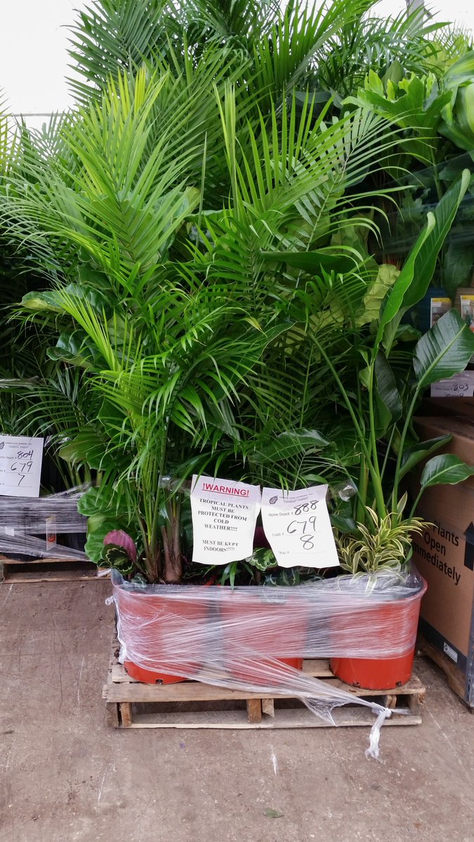 GLNURSERY's tweet photo. Keeping the stores stocked! Big shipment going out tomorrow. https://t.co/lYMNOfMWWj