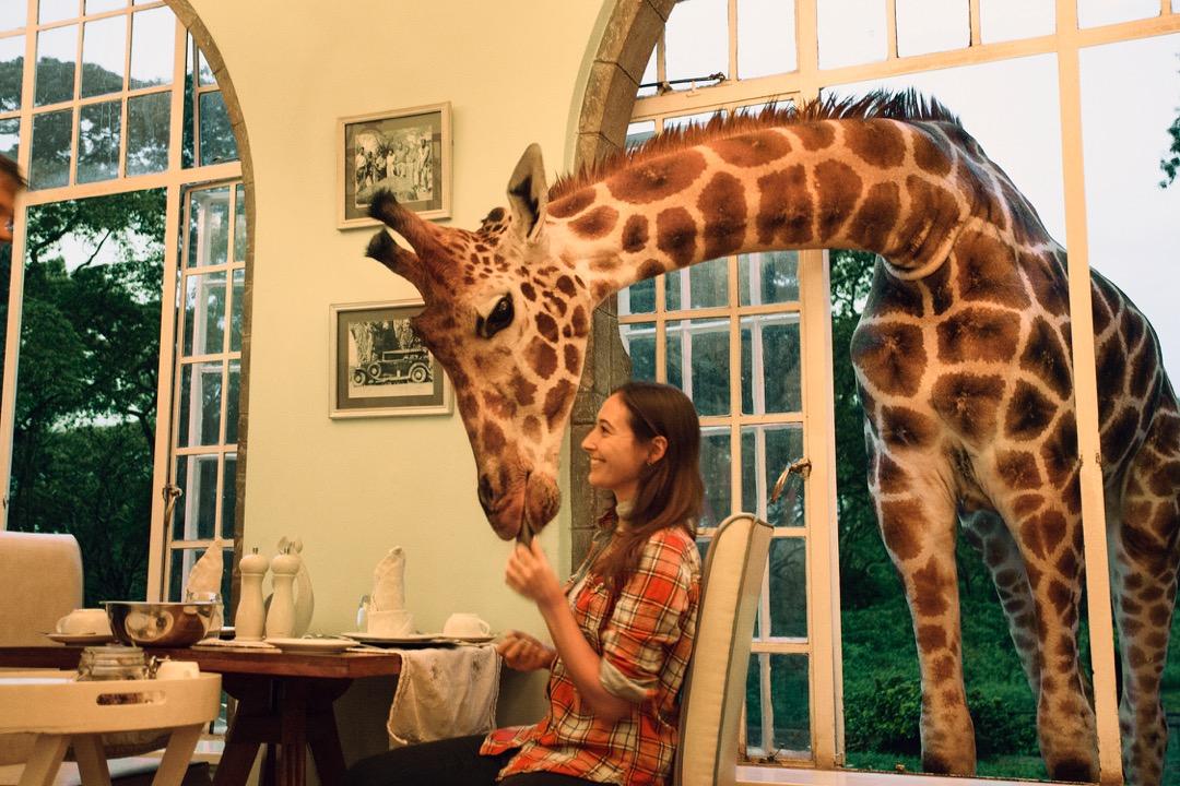 Newsweek's tweet photo. Welcome to Giraffe Manor. Don't be surprised if the giraffes join you for breakfast https://t.co/qPMjyJhDn4 https://t.co/lKiZh4j1PZ