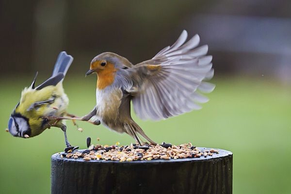 "Clear off and get yr own seeds!" Feisty robin boots blue tit off the table. #nature #birds <a href="/RSPCA_official/">RSPCA (England & Wales)</a>