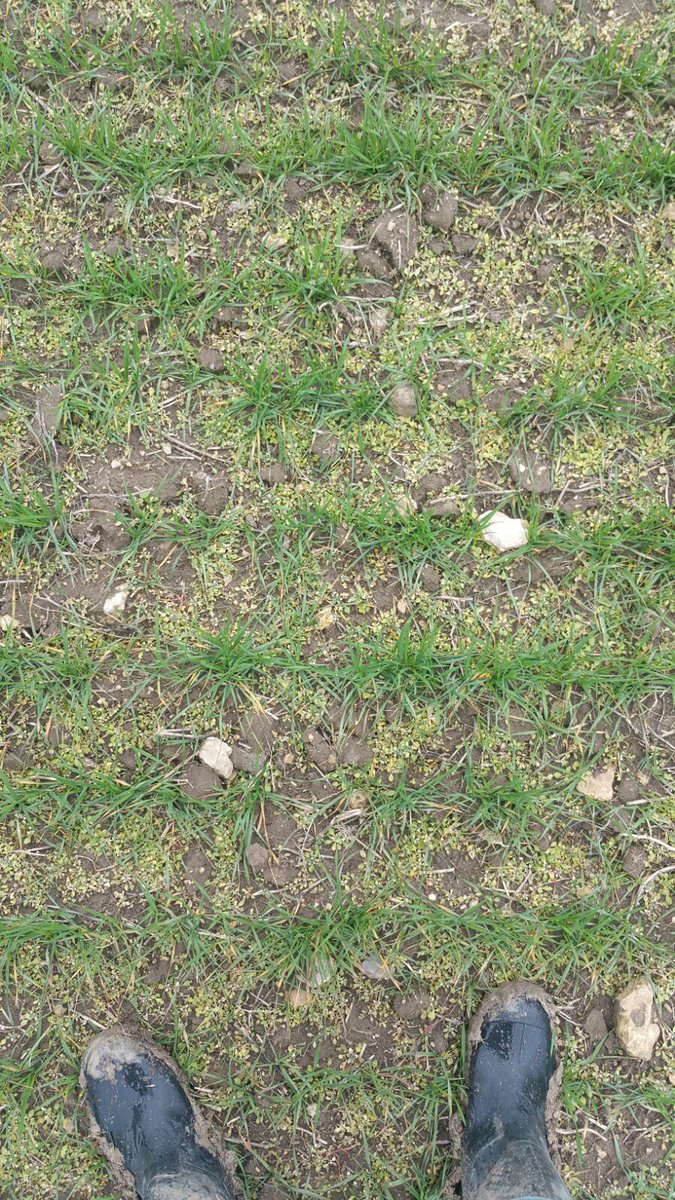 Paralcampo's tweet image. #picomax #herbicida control de amapola resistente @BASFAgro @CampoCyL @EmpresaAgraria