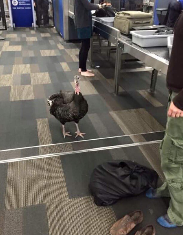 Ghost Maggie Serota tweet media