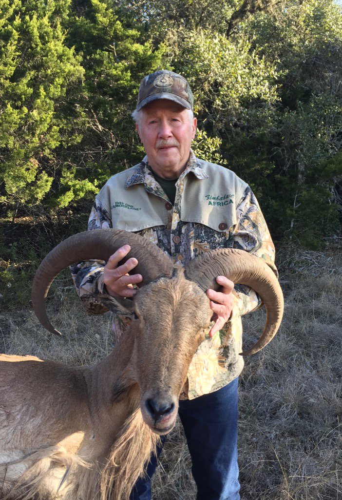 ArceTony's tweet photo. BAD (Big Aoudad Down)at the Bowranch. #bowranch #archeryaoudad #huntuvalde https://t.co/Zy15gZMZ6Z