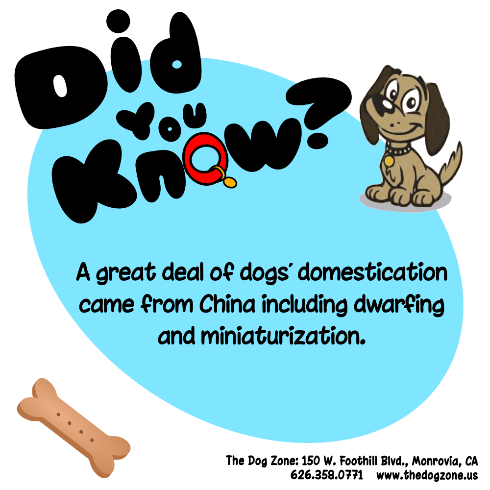 TheDogZone's tweet photo. Domestication... https://t.co/Qigrzcntin