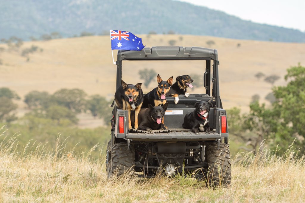 reggiekelpie's tweet photo. Australia Day, Bethungra-style. We are so lucky. https://t.co/D35LKOlclr