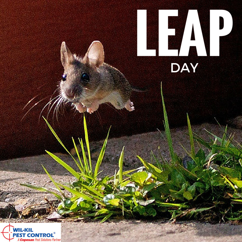 Wil Kil Pest Control On Twitter Today Is Leap Day Do You Know