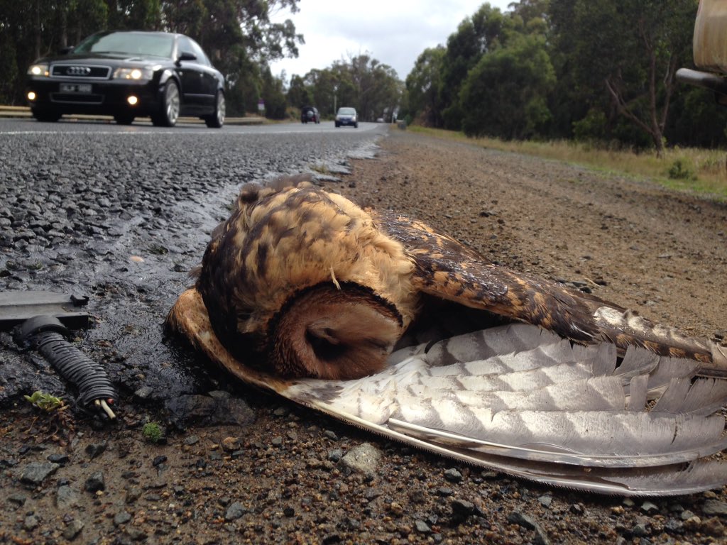 teamswiftparrot's tweet photo. Slow down at night in #Tasmania - this masked owl is an endangered species https://t.co/a0AievDnhg