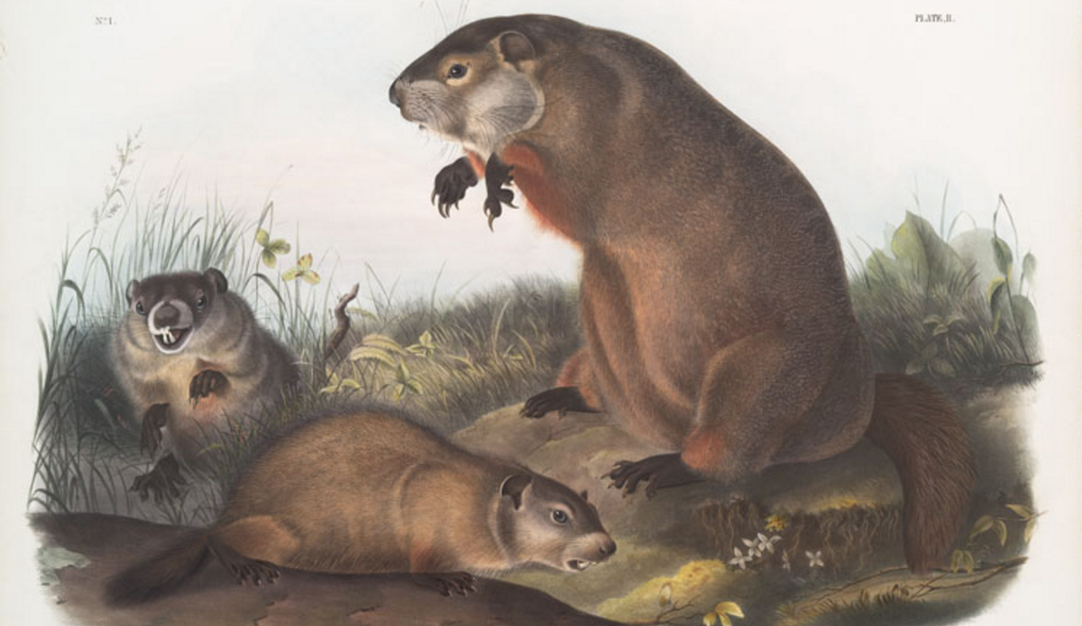 Take our #GroundhogDay quiz to find out how well you know groundhogs: on.nypl.org/1SCr4kC