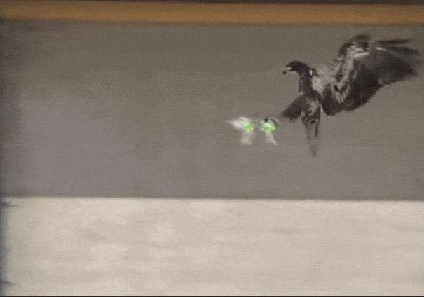 Au Pays-bas, la police dresse des rapaces contre les drones
mobile2.lematin.ch/articles/56b07…
#deiexmachinis