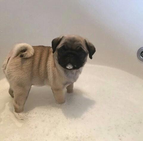 CutePicsOfPugs's tweet photo. pug in a tub https://t.co/TTzJxGjV21