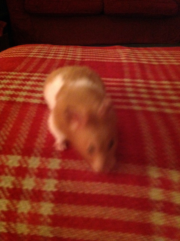 melanielockhar2's tweet photo. @indialockhart remember me ? Miss you 🐹 #needdetailsofyourescapeplan https://t.co/fqwzTInIyC