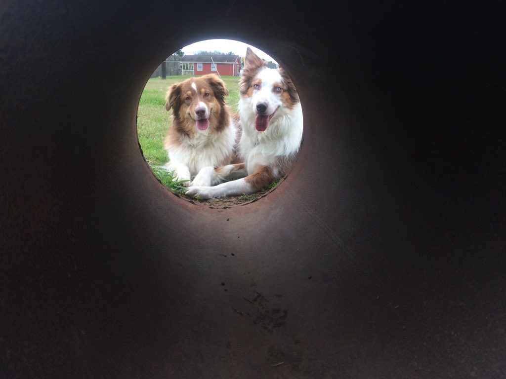 kellysimo12's tweet image. My girls. Summer &amp;amp; Bella #HowCuteFacts