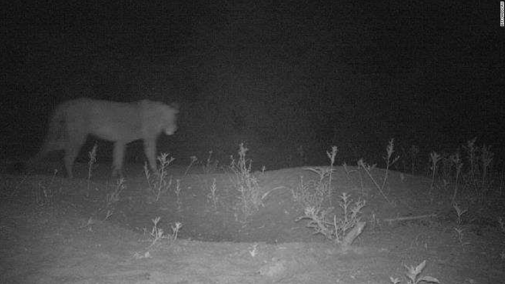 cnni's tweet photo. A lost lion population has been discovered in Ethiopia https://t.co/bnIgmyw1L8 https://t.co/atFAvoQD7W