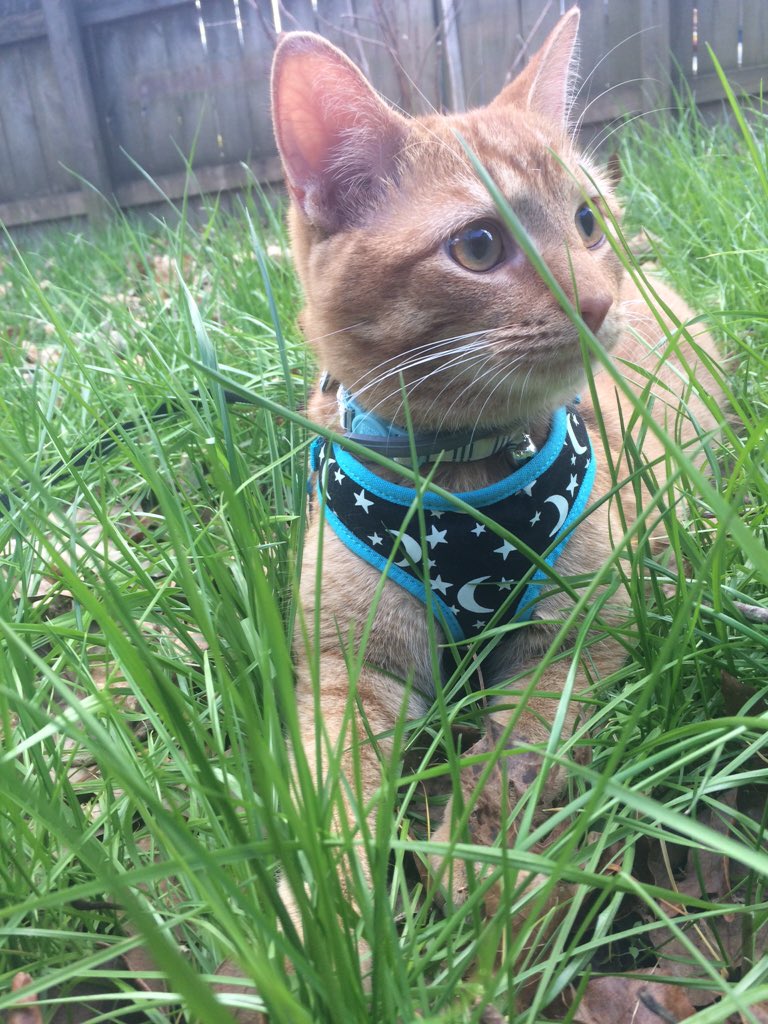 crazyy_katt's tweet photo. The cuteness https://t.co/1QSdtBM4SE