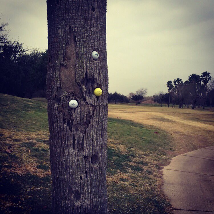 jayroo03's tweet image. Gotta love JV tournaments #playasitlies #takeanUnplayable .... #optionsOptionsOptions ⛳️ #golfprobs