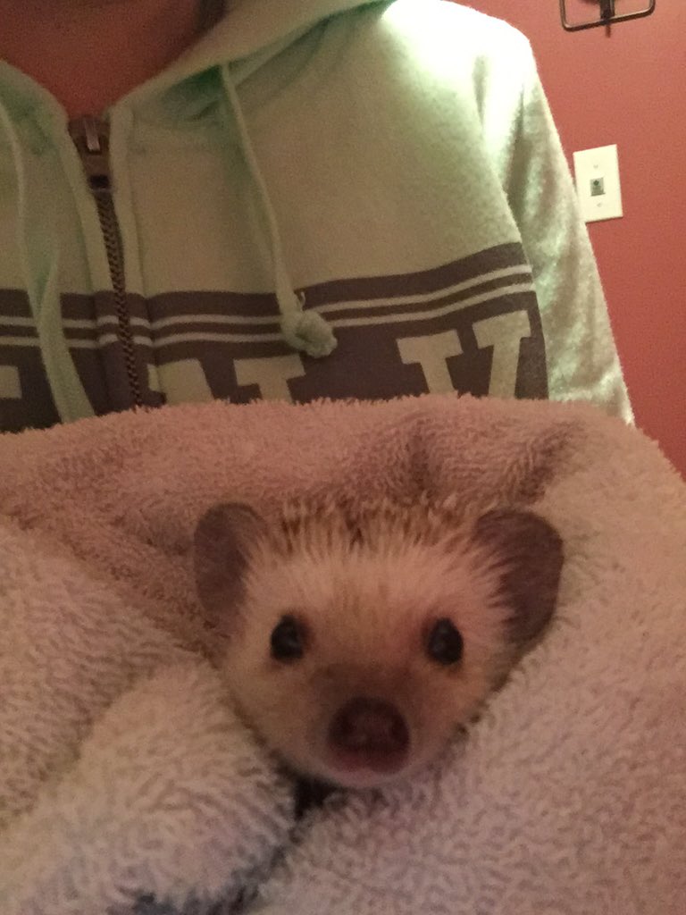 andreaasullivan's tweet photo. #NationalHedgehogDay 🌵😍 https://t.co/PBksLXiRX0