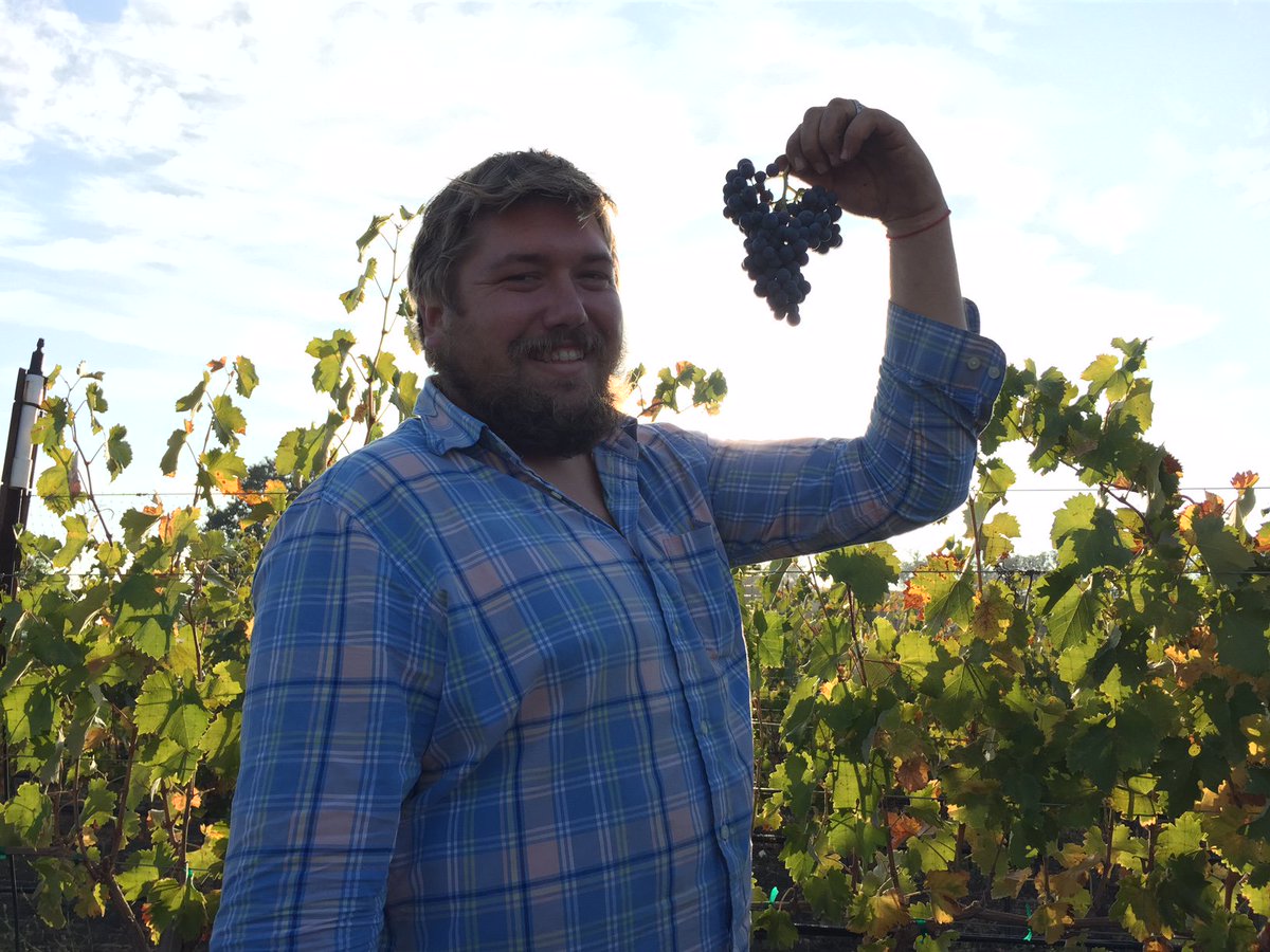 Our winemaker, Ed Siple, picking the last grape cluster of harvest.