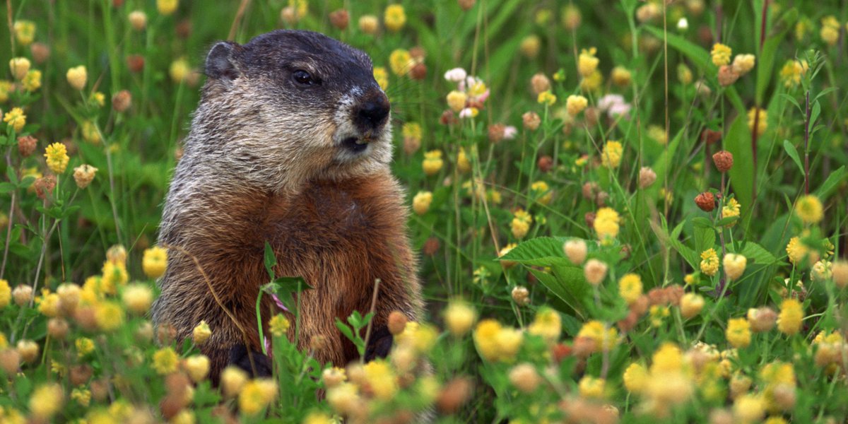 HuffPostCanada's tweet photo. Blog: The statistics prove it: We've got the Groundhog Day rule backwards https://t.co/nXV6ehhxIv https://t.co/1aKhqdzCrS