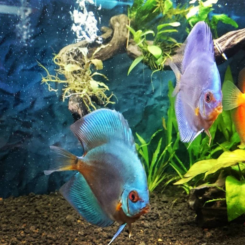 Akvaristan's tweet photo. #akvaristan #aquarium #akvaryum #aquarien #aquarium #aquascape #plants #freshtanks #discus #discusfish #discuslover… https://t.co/7NX68r90F9