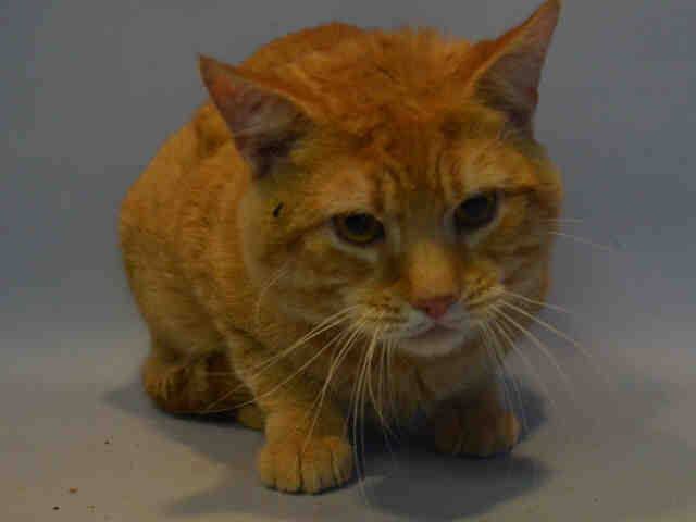 ngremmy's tweet photo. #URGENT #NYC #CATS charming TONY needs our help by 2/3-PLS RT/adopt/foster/pledge! https://t.co/2op3k6dcAm https://t.co/2QdhL644Nw
