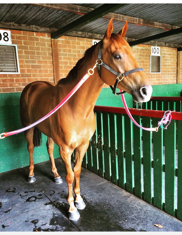 arrexalexxa's tweet photo. Duke Of York awaits his turn in the 1st @WillHillAus Sandown for trainer @tjpracing and owners @stelmo_racing GL2All https://t.co/AVcuES2kz4
