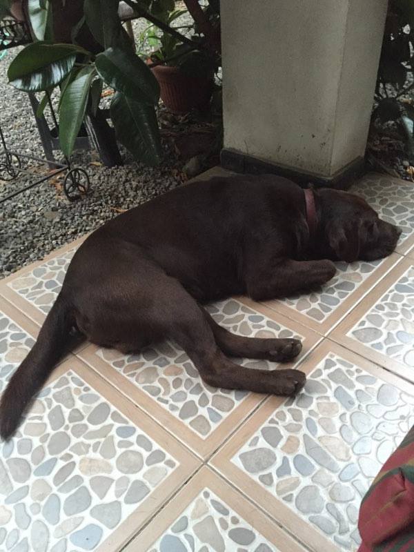 karengbaez's tweet photo. se encontro  en  vitacura Se. Llama. Bartolo y su placa es 00654 ayudemos a difundir.llamar rescatista cel 89031681 https://t.co/HMI3RtvB9k