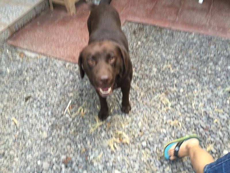 karengbaez's tweet photo. se encontro  en  vitacura Se. Llama. Bartolo y su placa es 00654 ayudemos a difundir.llamar rescatista cel 89031681 https://t.co/HMI3RtvB9k