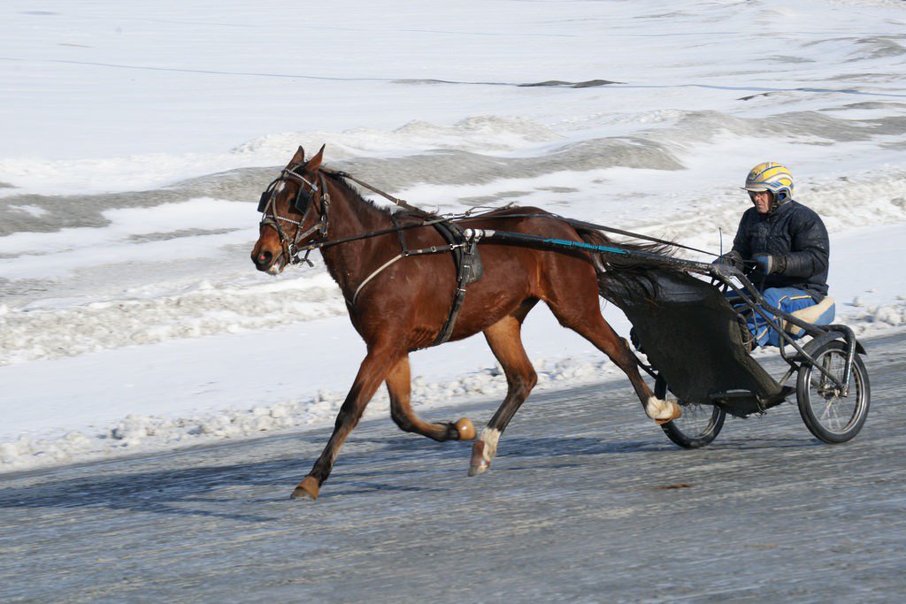 _CamChowder's tweet photo. That’s me jogging yesterday at @Red_Shores #Charlottetown https://t.co/kJ3omBebJk #Camluck #Artsplace #HarnessRacing https://t.co/aKFlgAjsyF