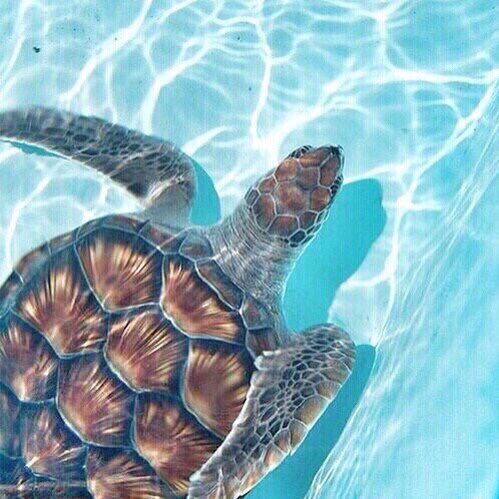 Chill Vibes tweet media