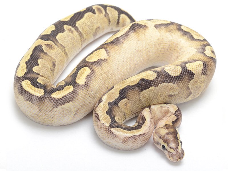 питон пресмыкающимися. королевский питон super clown. сетчатый питон - 12,2 м. питон ящерица. королевский питон.