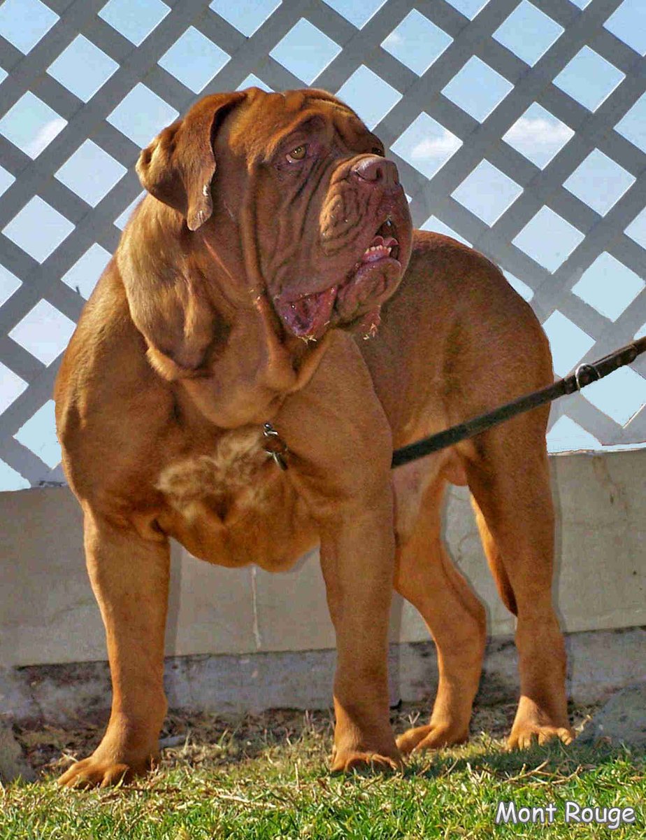 iRazasdePerros's tweet photo. Raza: Dogo de Burdeos
Origen: Francia
Peso: 33 a 65kg
Tamaño: Grande
Carácter: Vigilante Devoto Apacible Leal Social https://t.co/gcwrUo38aw