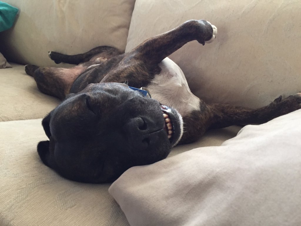 LisaHarrap's tweet image. It's just one of those days #tired