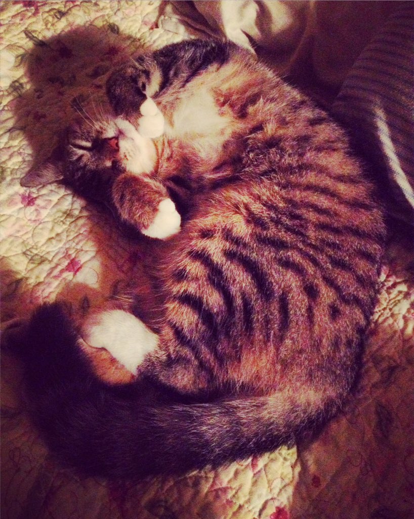 PLURvertt's tweet photo. Meow 😍💕 https://t.co/ldYSXKDsX5