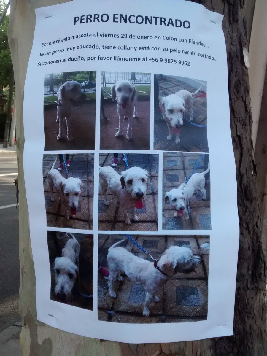 SofiadelTejado's tweet photo. @PerrosPerdidos @F_GarrasyPatas @ https://t.co/GTxIFU5vVE