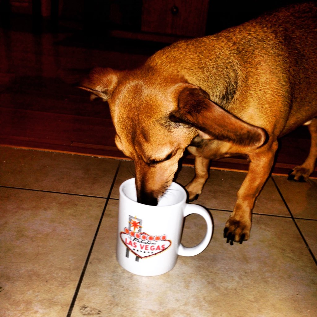 DjMichaelToast's tweet image. #DogDecisions #dogslife #dogsrule