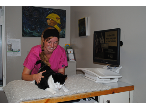 Lizcatvet's tweet photo. Final @cat_healthy @OnVetMedAssoc #OVMA2016 tip Choose a clinic feline advocate and implement a tip in your practice https://t.co/LFcj1B6qR0