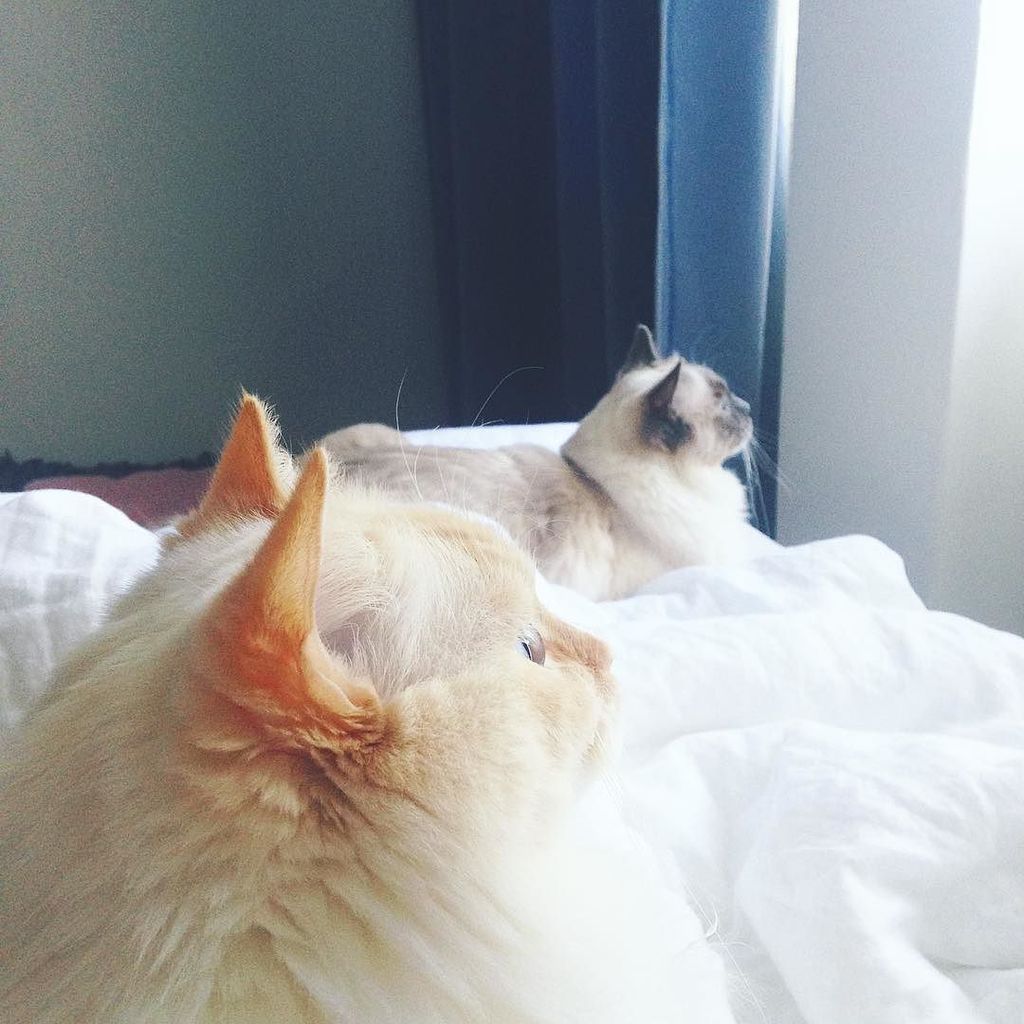 Sensaatio's tweet photo. Good morning! Something seems to be very interesting outside... #goodmorning #ragdollcats … https://t.co/5TdtTJkChe https://t.co/l69ym2IMev