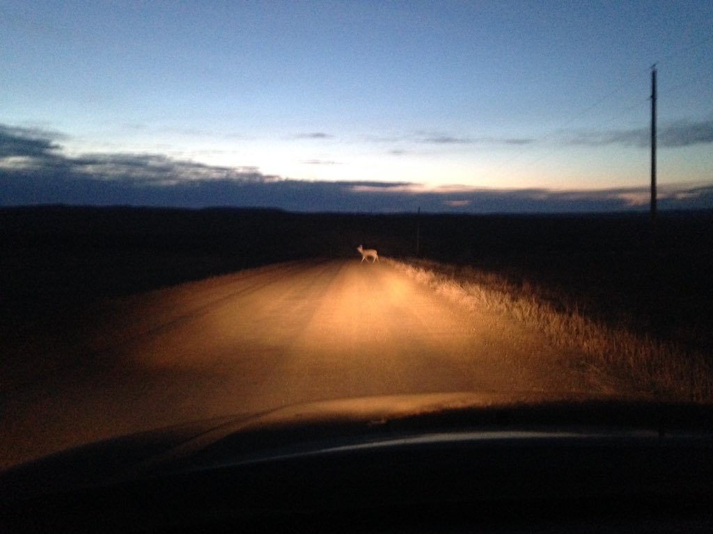 Deer at dusk #NDLegendary