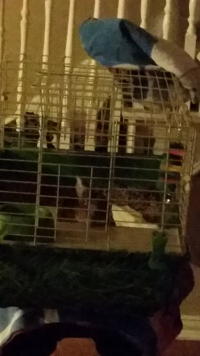 GunnerTheRabbit's tweet photo. This is how you sleep. Sitting with your head on a ledge. https://t.co/V4Y1Rf1J0H