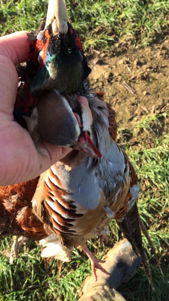 Bit of picking up #shoots