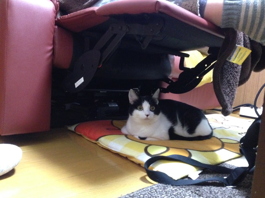 MelmoTheCat's tweet photo. #regularposition https://t.co/6lEqqP2KZK